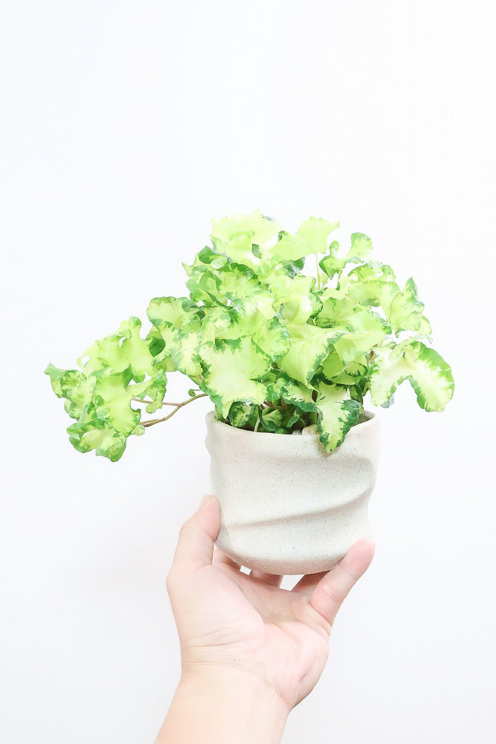 【アイビー ムーンライト】APEGOでも人気のデザインPOT！フリフリの可愛い葉♪暑さ寒さにとても強く丈夫な観葉植物です！