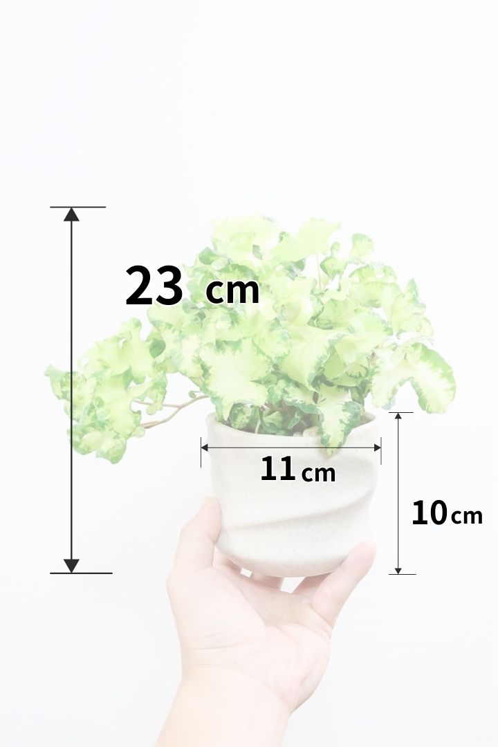 【アイビー ムーンライト】APEGOでも人気のデザインPOT！フリフリの可愛い葉♪暑さ寒さにとても強く丈夫な観葉植物です！