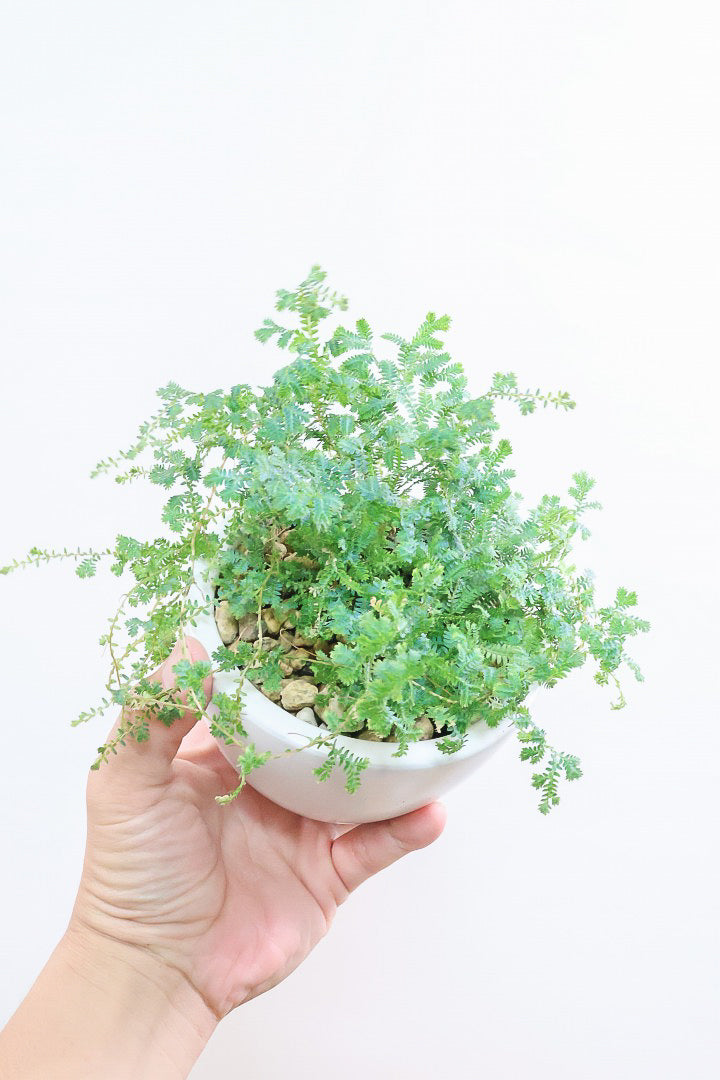 【レインボーファン】ふわふわした雰囲気がとってもかわいい観葉植物。しかも日陰に強い！