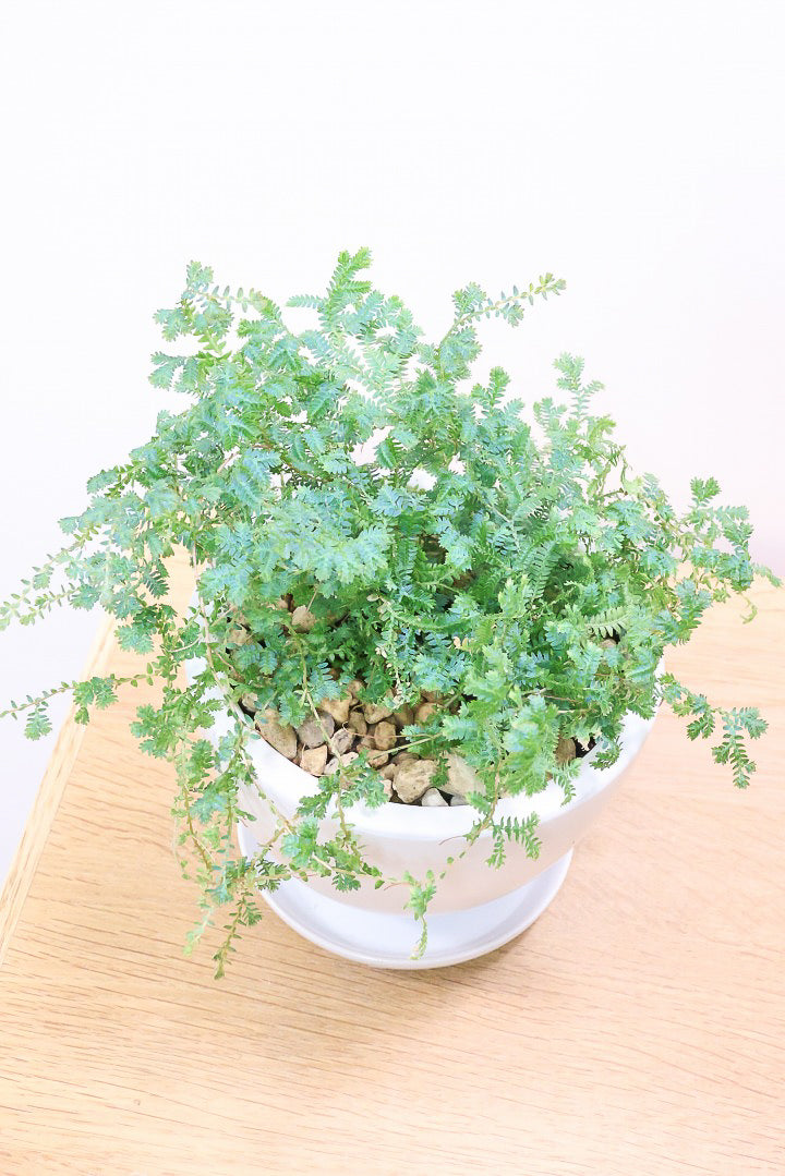【レインボーファン】ふわふわした雰囲気がとってもかわいい観葉植物。しかも日陰に強い！