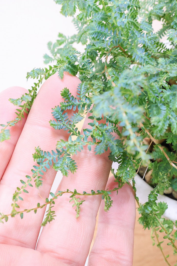 【レインボーファン】ふわふわした雰囲気がとってもかわいい観葉植物。しかも日陰に強い！