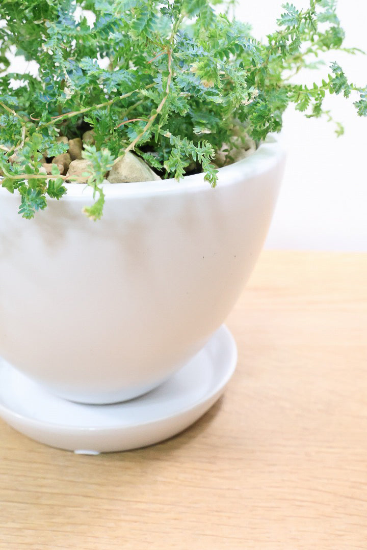 【レインボーファン】ふわふわした雰囲気がとってもかわいい観葉植物。しかも日陰に強い！