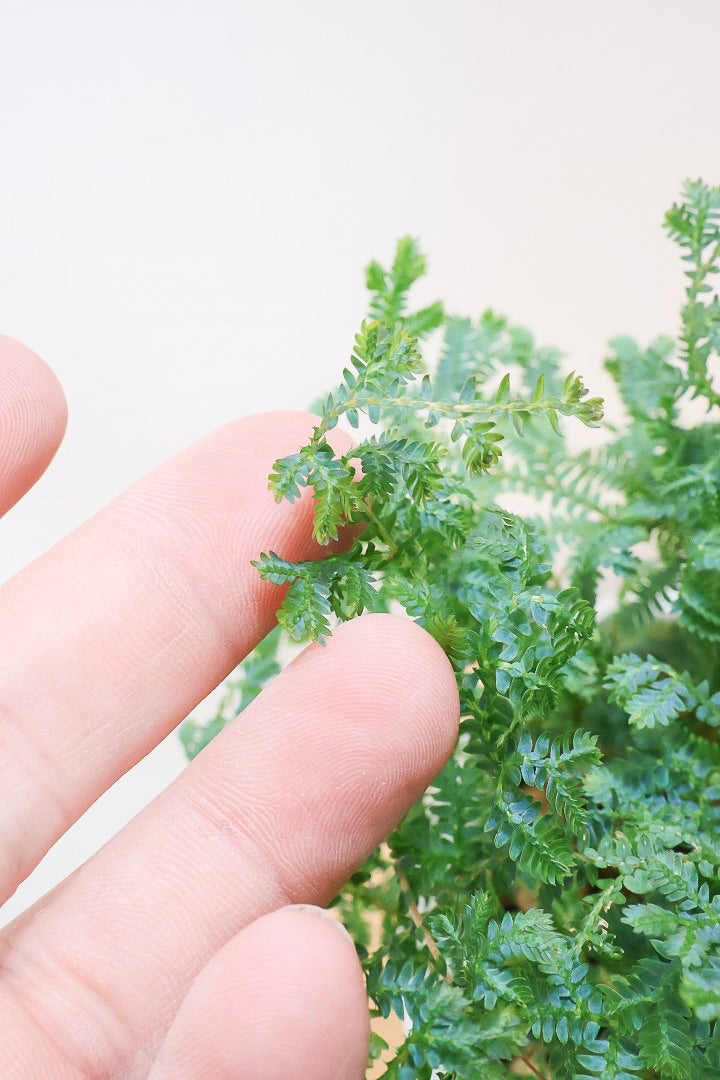 【レインボーファン】ふわふわした雰囲気がとってもかわいい観葉植物。しかも日陰に強い！