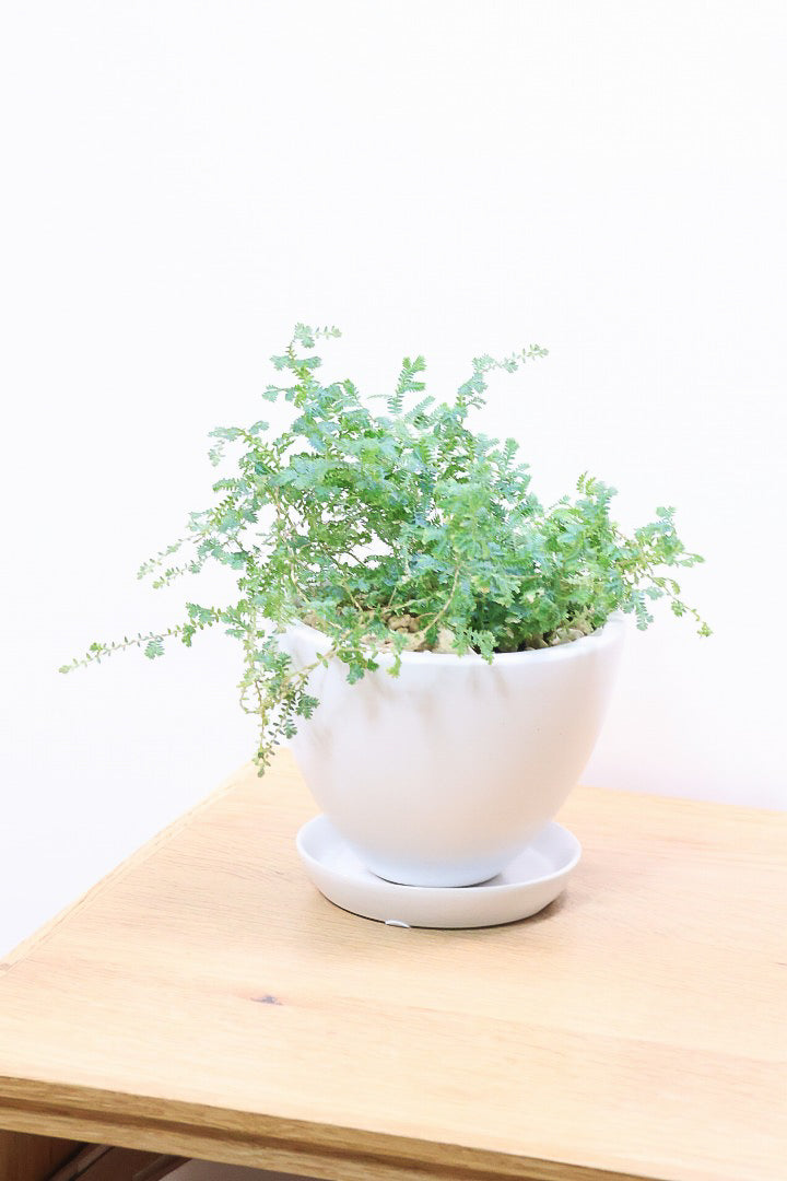 【レインボーファン】ふわふわした雰囲気がとってもかわいい観葉植物。しかも日陰に強い！