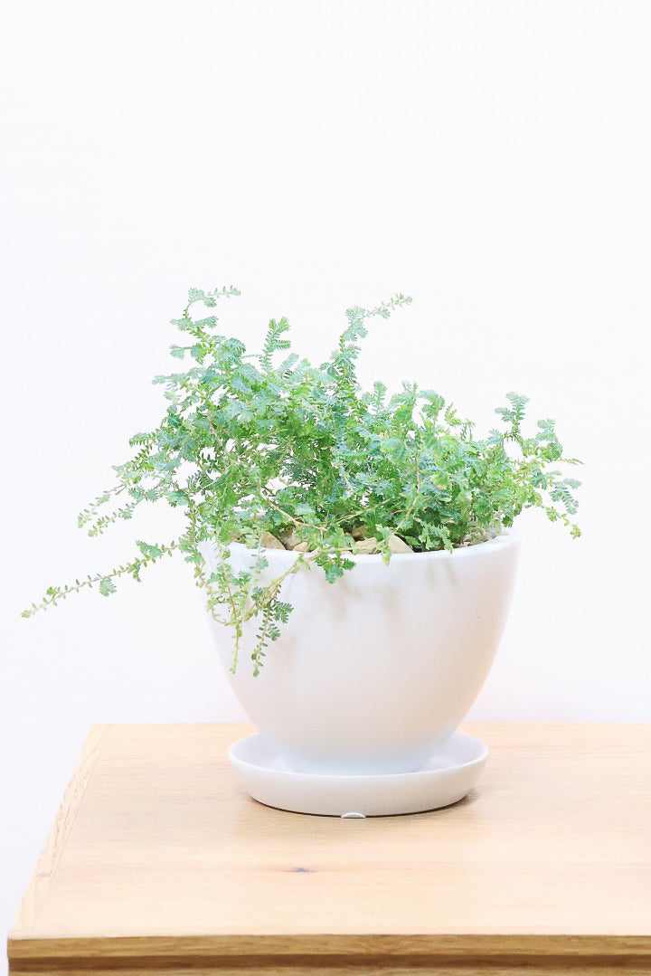 【レインボーファン】ふわふわした雰囲気がとってもかわいい観葉植物。しかも日陰に強い！