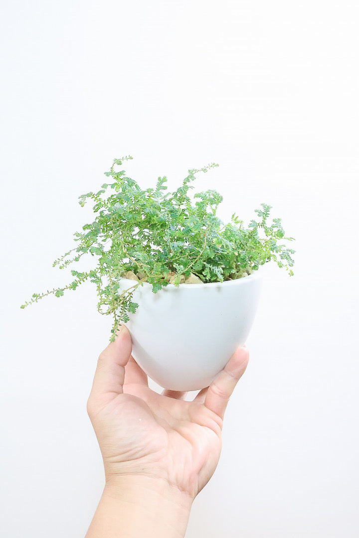 【レインボーファン】ふわふわした雰囲気がとってもかわいい観葉植物。しかも日陰に強い！