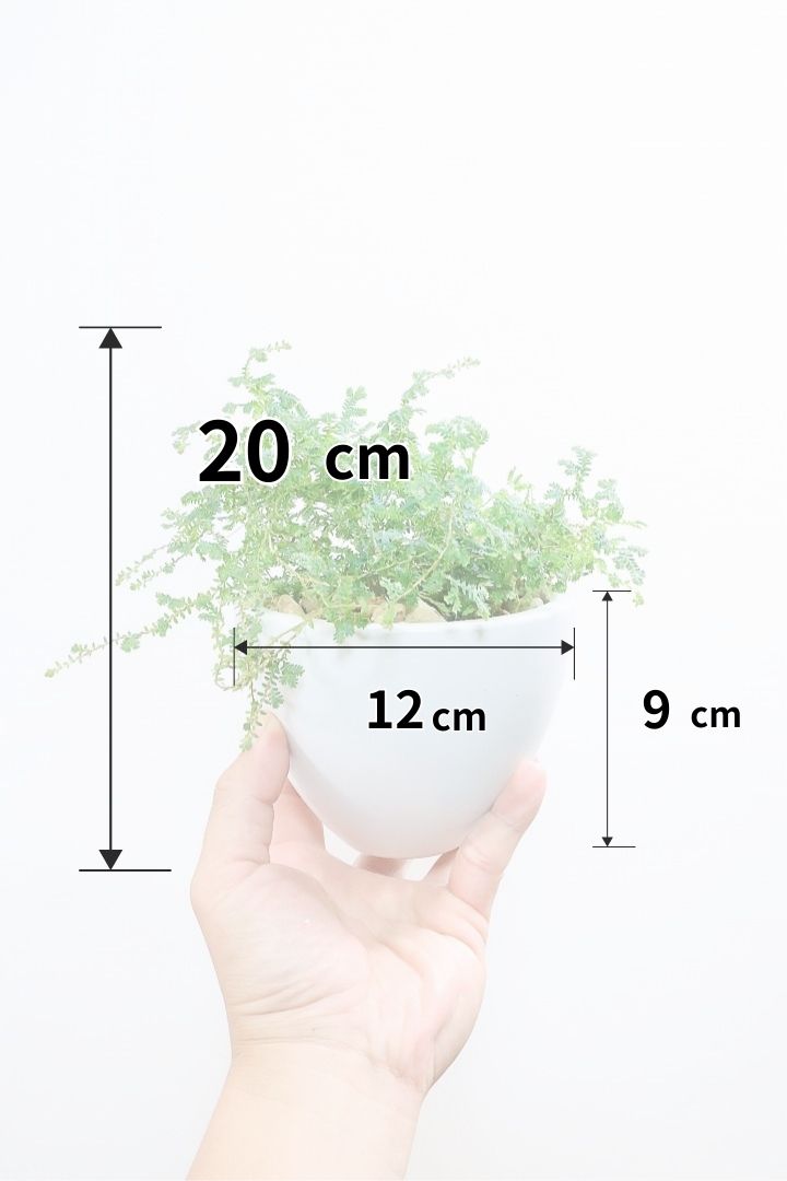 【レインボーファン】ふわふわした雰囲気がとってもかわいい観葉植物。しかも日陰に強い！