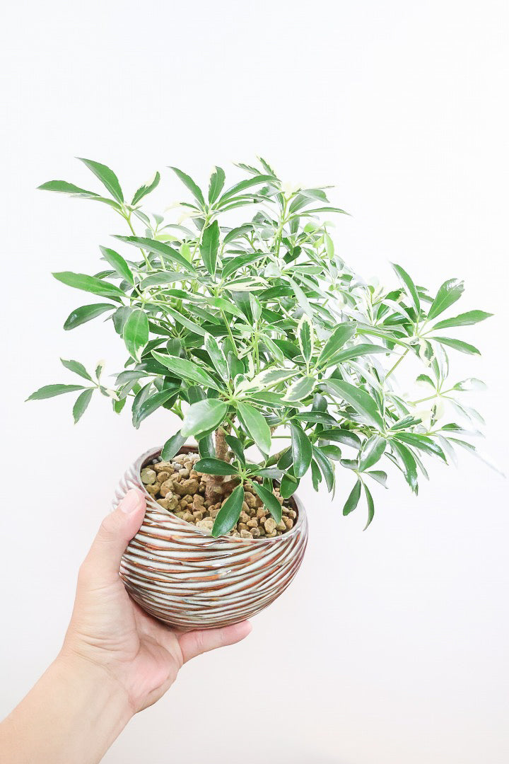 シェフレラ ムーンドロップAIV60313| 観葉植物の通信販売