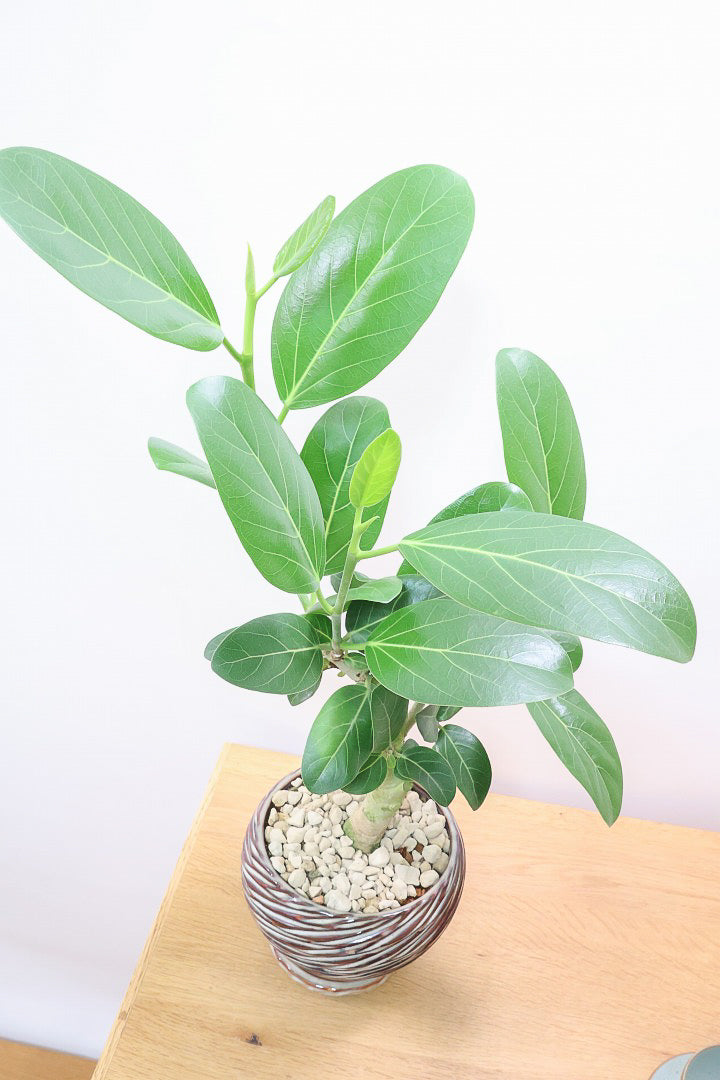 フィカス　ベンガレンシス　9番 フィカス ベンガレンシスAIV60314| 観葉植物の通信販売 | APEGO