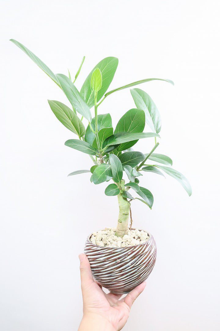 フィカス ベンガレンシスAIV60314| 観葉植物の通信販売 | APEGO