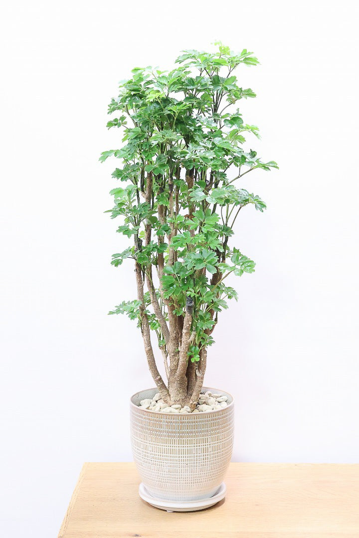 【ポリシャス ロベル】これがラスト1鉢！ナチュラルな色温度のPOT。温暖な鹿児島県でじっくりと育てられました！細やかな葉っぱとゴリゴリの幹が素敵！