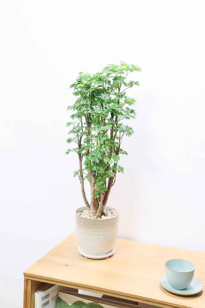 【ポリシャス ロベル】これがラスト1鉢！ナチュラルな色温度のPOT。温暖な鹿児島県でじっくりと育てられました！細やかな葉っぱとゴリゴリの幹が素敵！