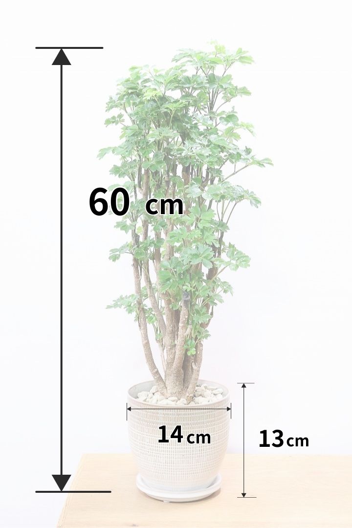 【ポリシャス ロベル】これがラスト1鉢！ナチュラルな色温度のPOT。温暖な鹿児島県でじっくりと育てられました！細やかな葉っぱとゴリゴリの幹が素敵！