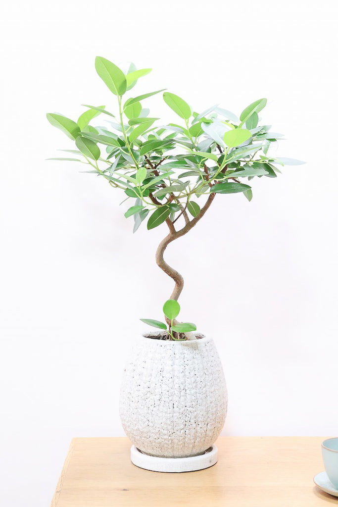 フランスゴムCW60319観葉植物の通信販売 | APEGO(アペーゴ)