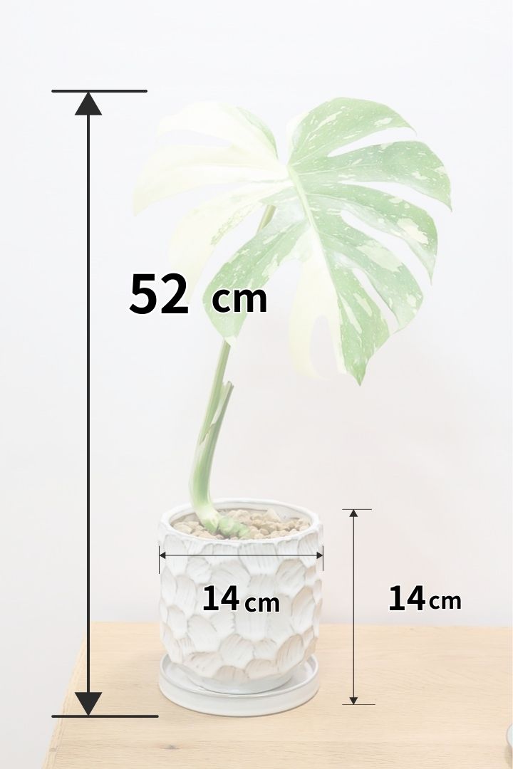 Andy Tyson Petersonページ モンステラ19 29 Tyson Peterson - Zero