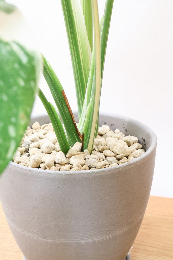 モンステラ タイコンステレーションGL60321| 観葉植物の通信販売