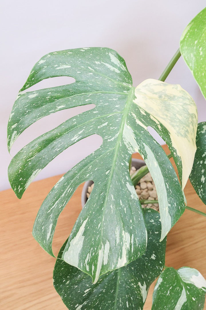 T*u様 【植え替え済み美株】モンステラ タイコンステレーション 植え