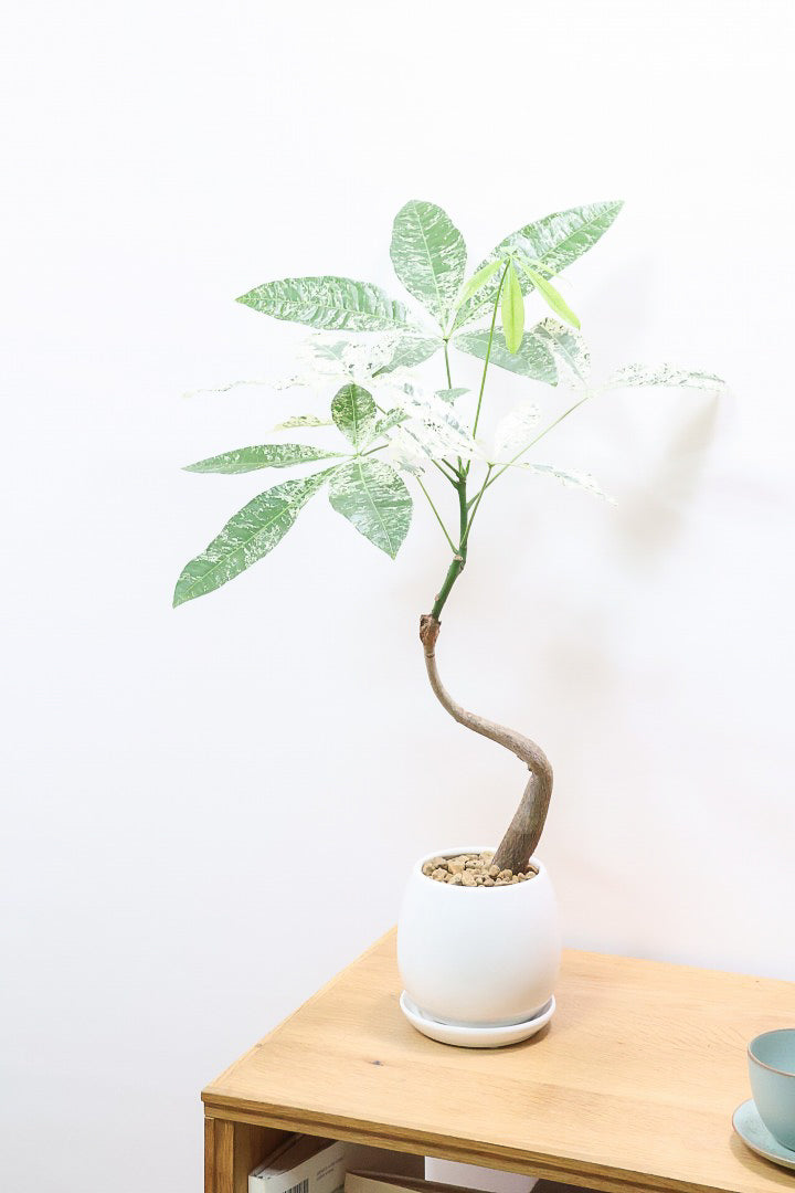 パキラ ミルキーウェイW60322| 観葉植物の通信販売 | APEGO
