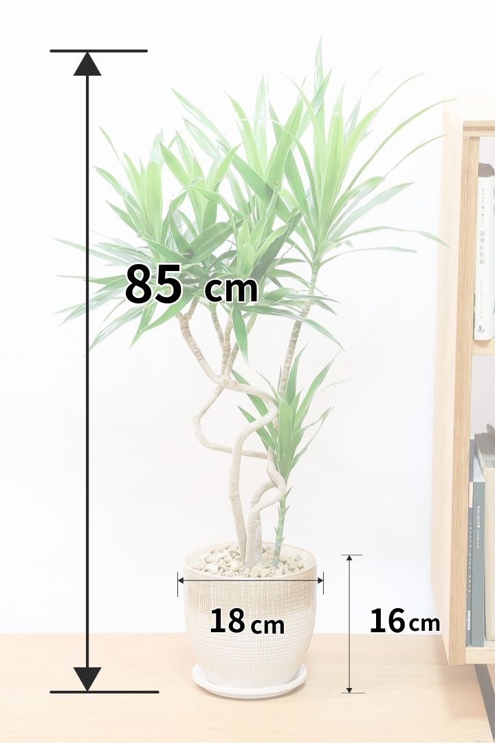 【ナビ】沖縄でじっくりと育てられたボリュームがあるスタイリッシュな樹形！他にはない樹形です！