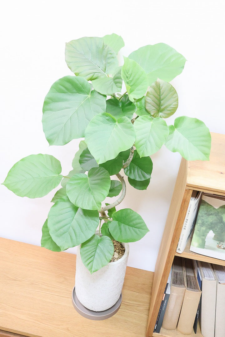 【ウンベラータ】BIGサイズ！長崎県の曲り樹形の名手でもある生産者さんが手塩に掛けたバランスの良い素晴らしい樹形です！幹のクネクネがGOOD！