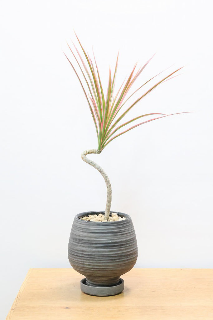 131　アネモネ AZONE INTERNATIONAL::HappinessClover::衣装アイテム詳細