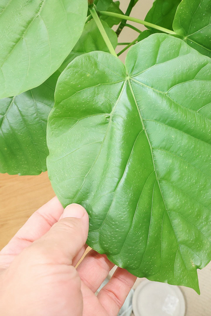 ウンベラータW60335| 観葉植物の通信販売 | APEGO(アペーゴ)