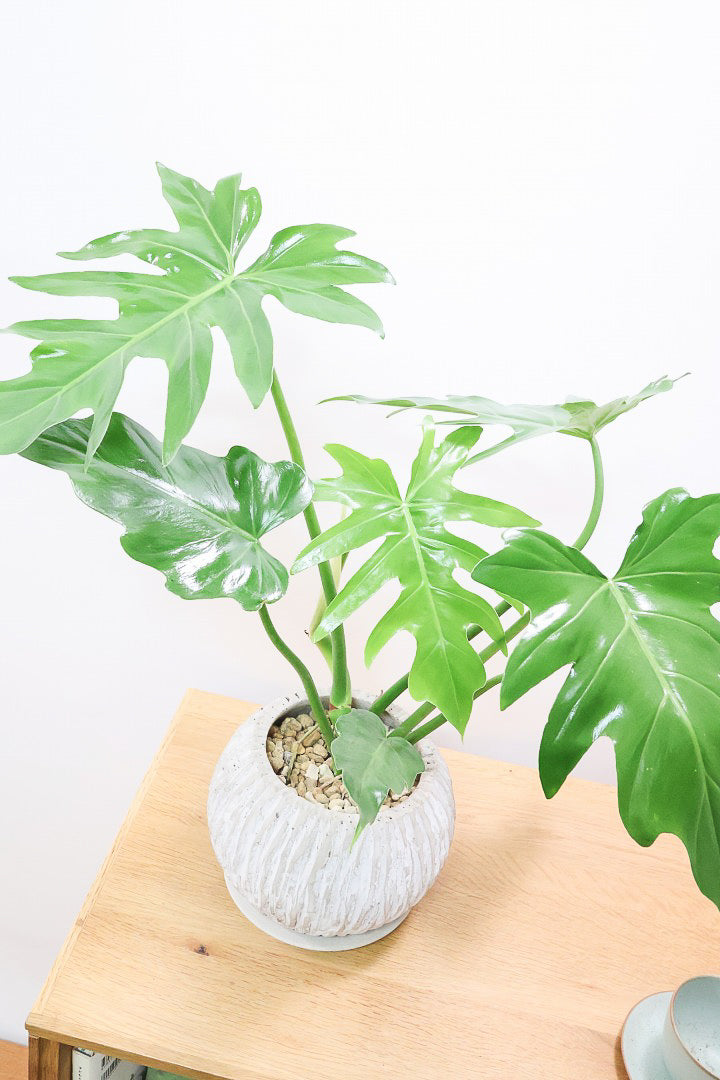 【フィロデンドロン マヨイタヒチ】APEGO初入荷！大きくてギザギザの葉が特徴です！ボリュームもありますよ！
