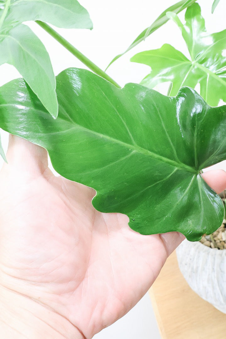 【フィロデンドロン マヨイタヒチ】APEGO初入荷！大きくてギザギザの葉が特徴です！ボリュームもありますよ！