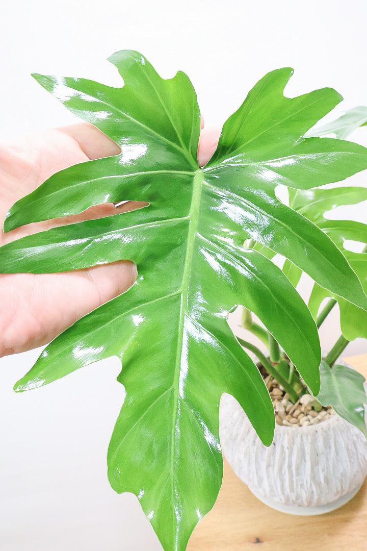 【フィロデンドロン マヨイタヒチ】APEGO初入荷！大きくてギザギザの葉が特徴です！ボリュームもありますよ！
