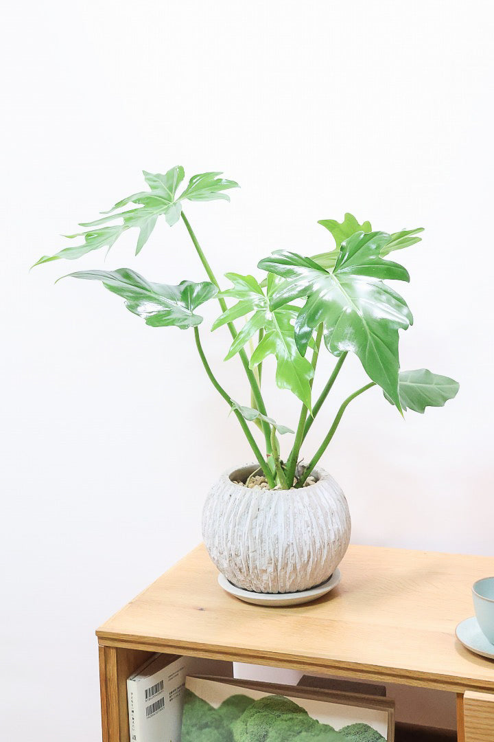 【フィロデンドロン マヨイタヒチ】APEGO初入荷！大きくてギザギザの葉が特徴です！ボリュームもありますよ！