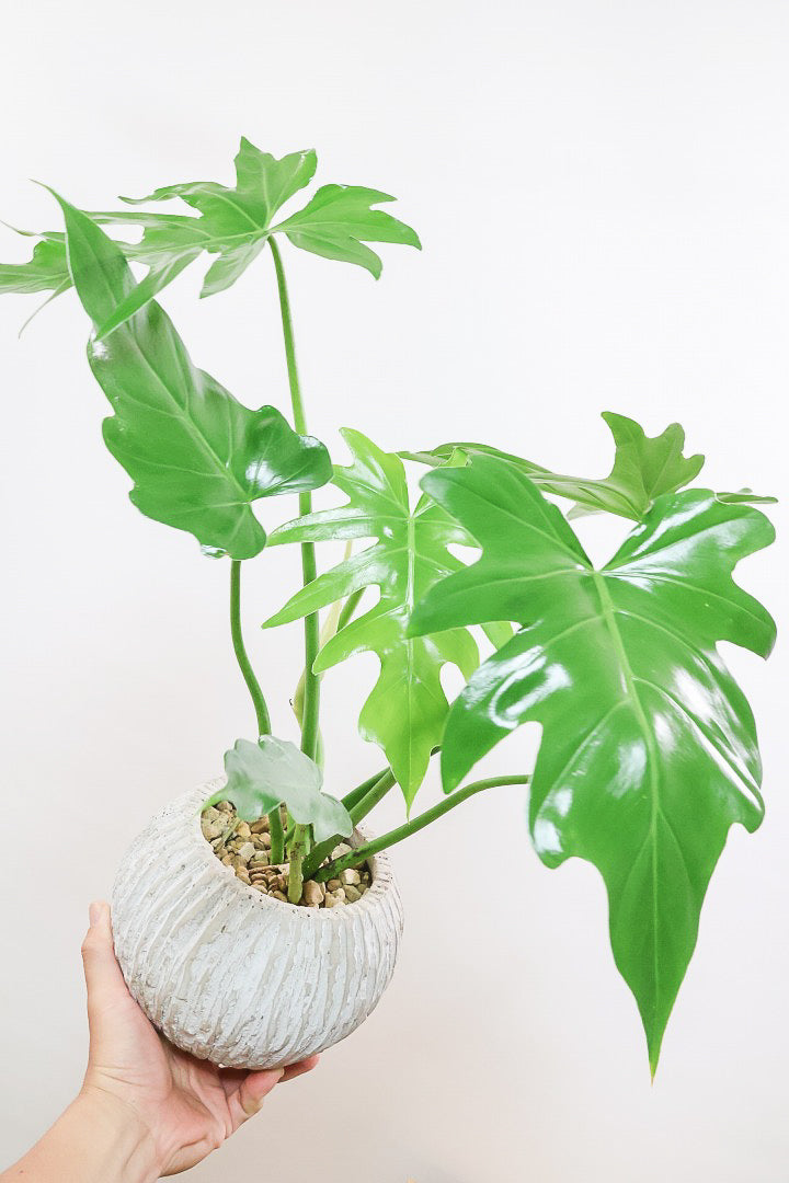 【フィロデンドロン マヨイタヒチ】APEGO初入荷！大きくてギザギザの葉が特徴です！ボリュームもありますよ！