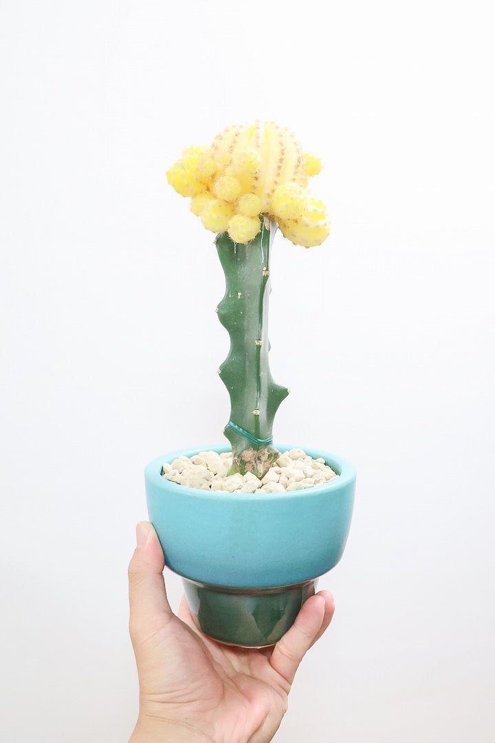 サボテン スーパームーンTB60338| 観葉植物の通信販売 | APEGO