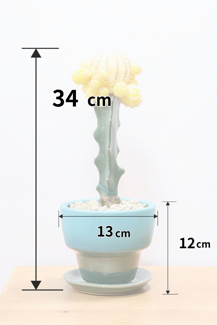 サボテン スーパームーンTB60338| 観葉植物の通信販売 | APEGO