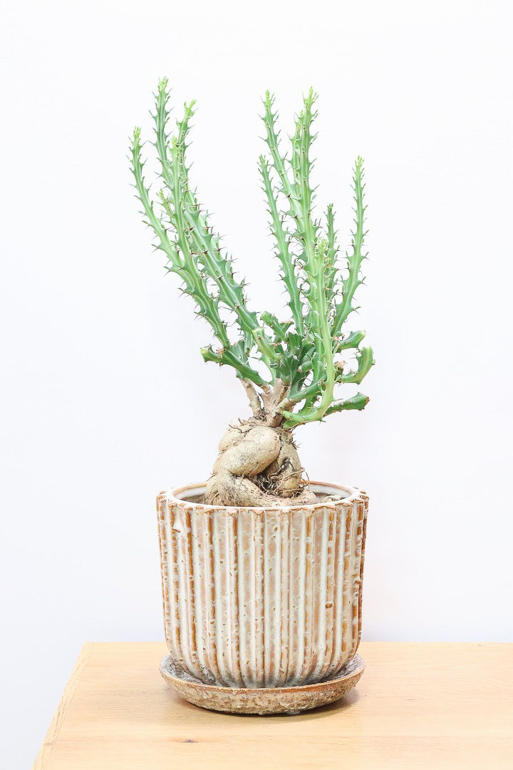 【ユーフォルビア クンチー】厳つい根から出ているトゲトゲの葉が特徴！APEGO初入荷の塊根植物です！