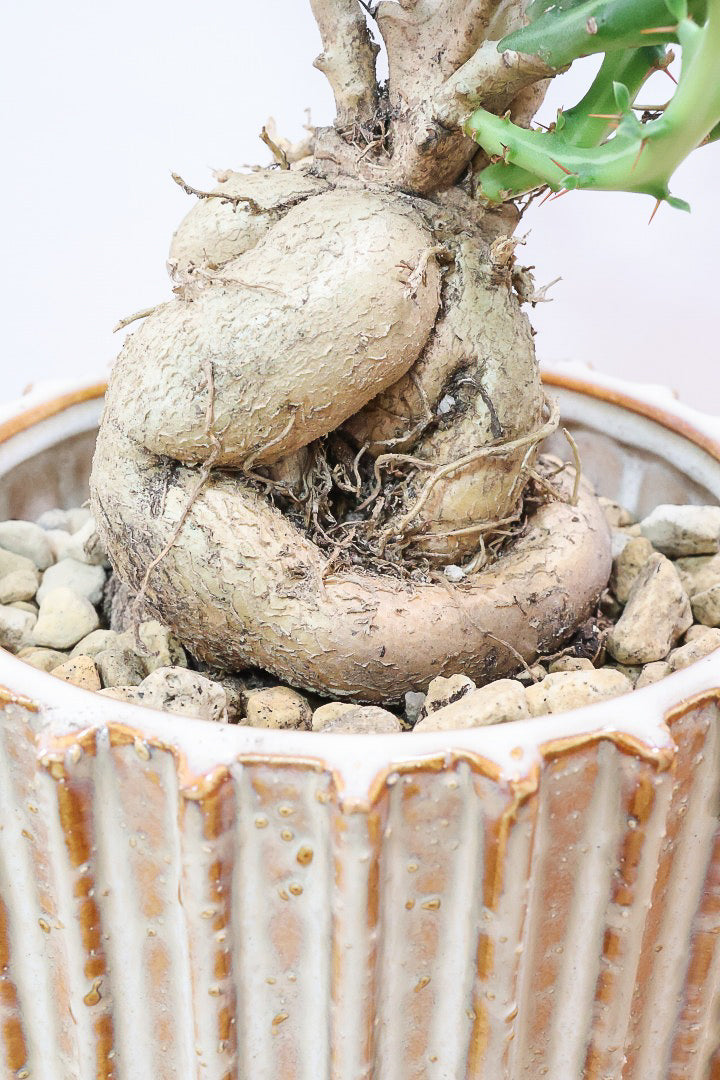 【ユーフォルビア クンチー】厳つい根から出ているトゲトゲの葉が特徴！APEGO初入荷の塊根植物です！