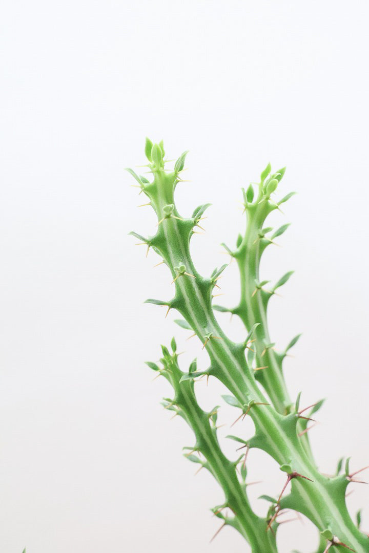 【ユーフォルビア クンチー】厳つい根から出ているトゲトゲの葉が特徴！APEGO初入荷の塊根植物です！