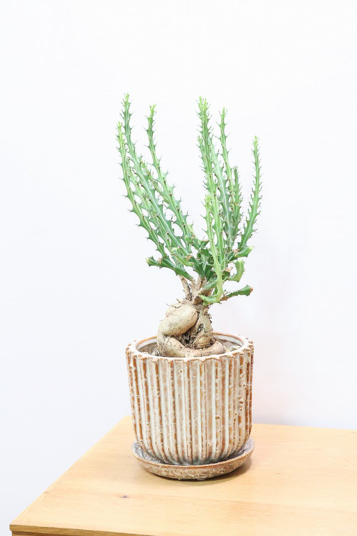 【ユーフォルビア クンチー】厳つい根から出ているトゲトゲの葉が特徴！APEGO初入荷の塊根植物です！