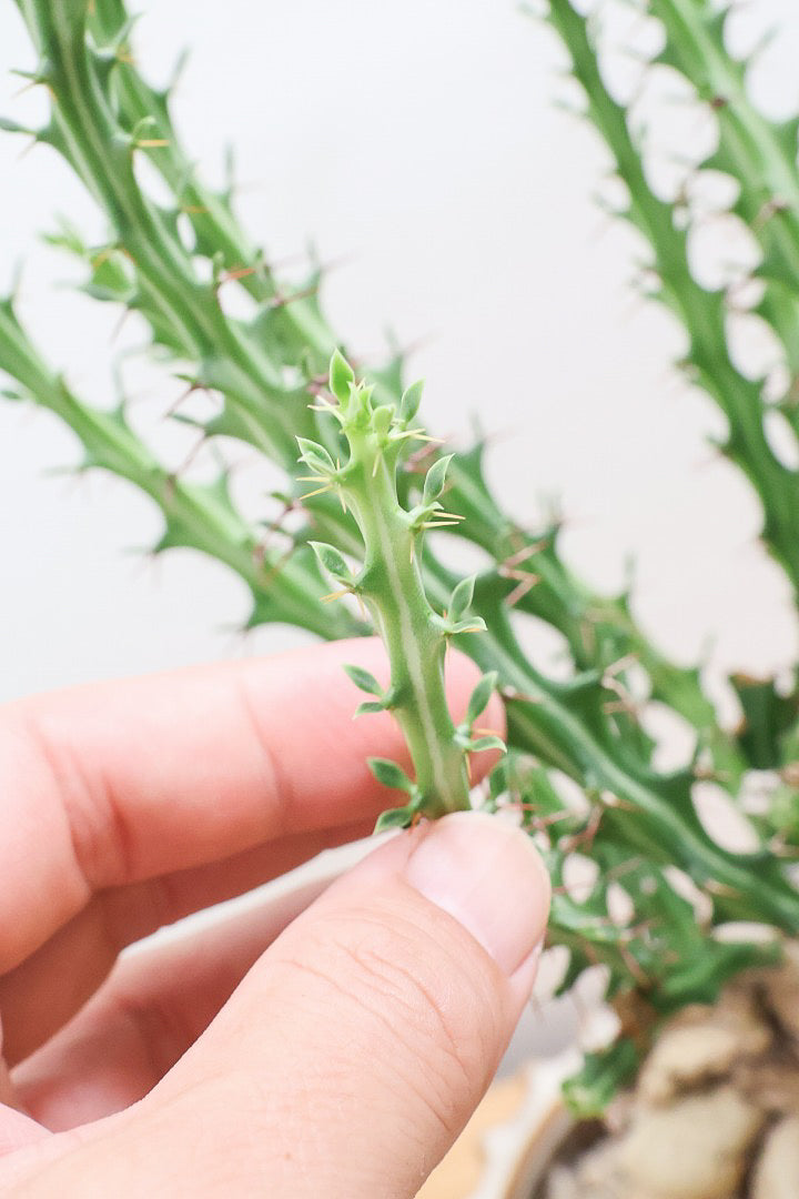 【ユーフォルビア クンチー】厳つい根から出ているトゲトゲの葉が特徴！APEGO初入荷の塊根植物です！