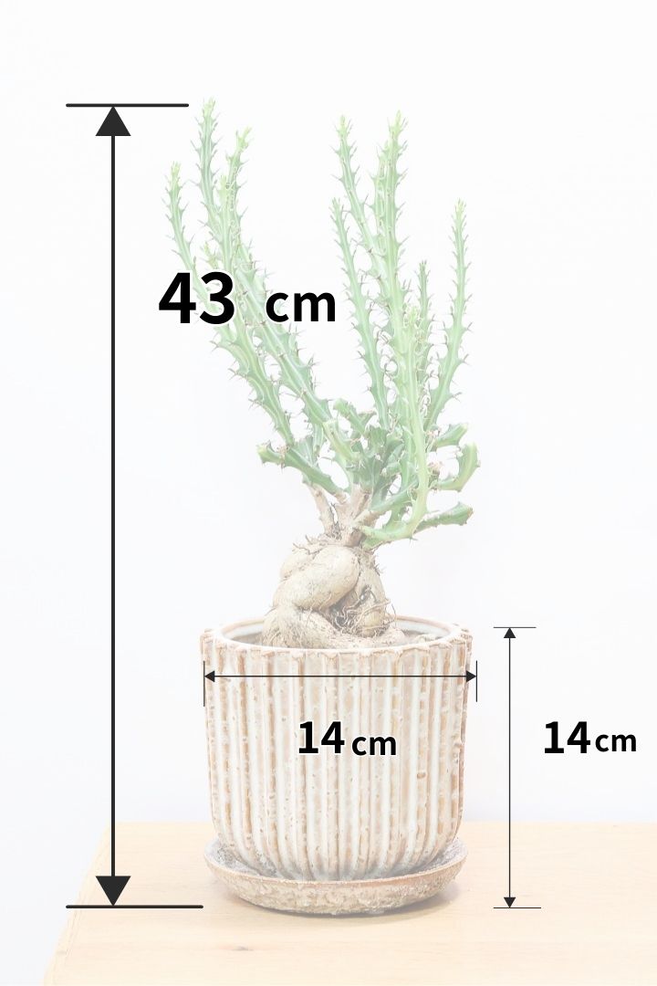 【ユーフォルビア クンチー】厳つい根から出ているトゲトゲの葉が特徴！APEGO初入荷の塊根植物です！