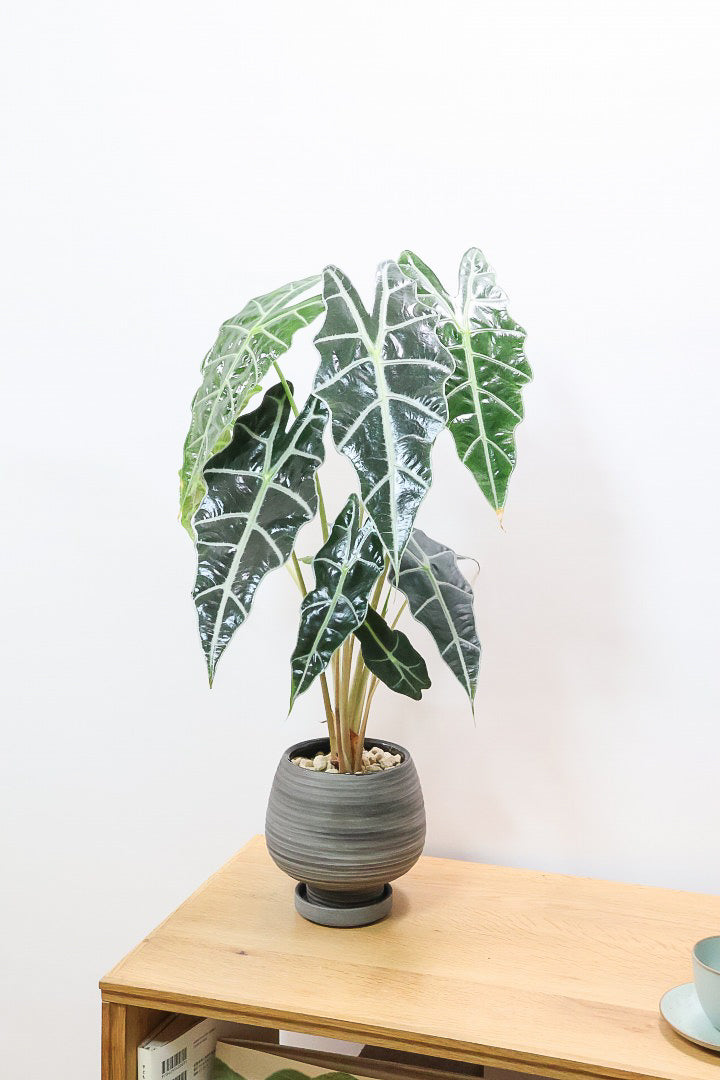 アロカシア アロカシア・ククラータ 極黄斑個体 1鉢限定 | 希少植物の販売