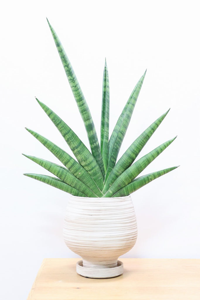サンスベリア インディWIV60343| 観葉植物の通信販売 | APEGO