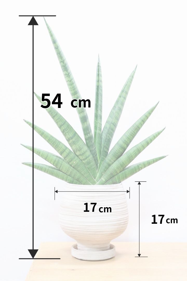 サンスベリア インディWIV60343| 観葉植物の通信販売 | APEGO
