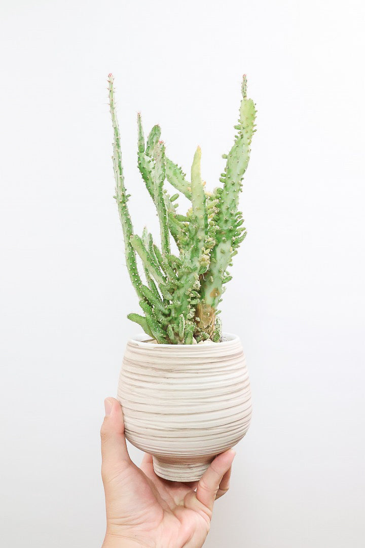 お盆特価！厳選アセビ。 お盆特価！厳選アセビ。 お盆特価！厳選アセビ。