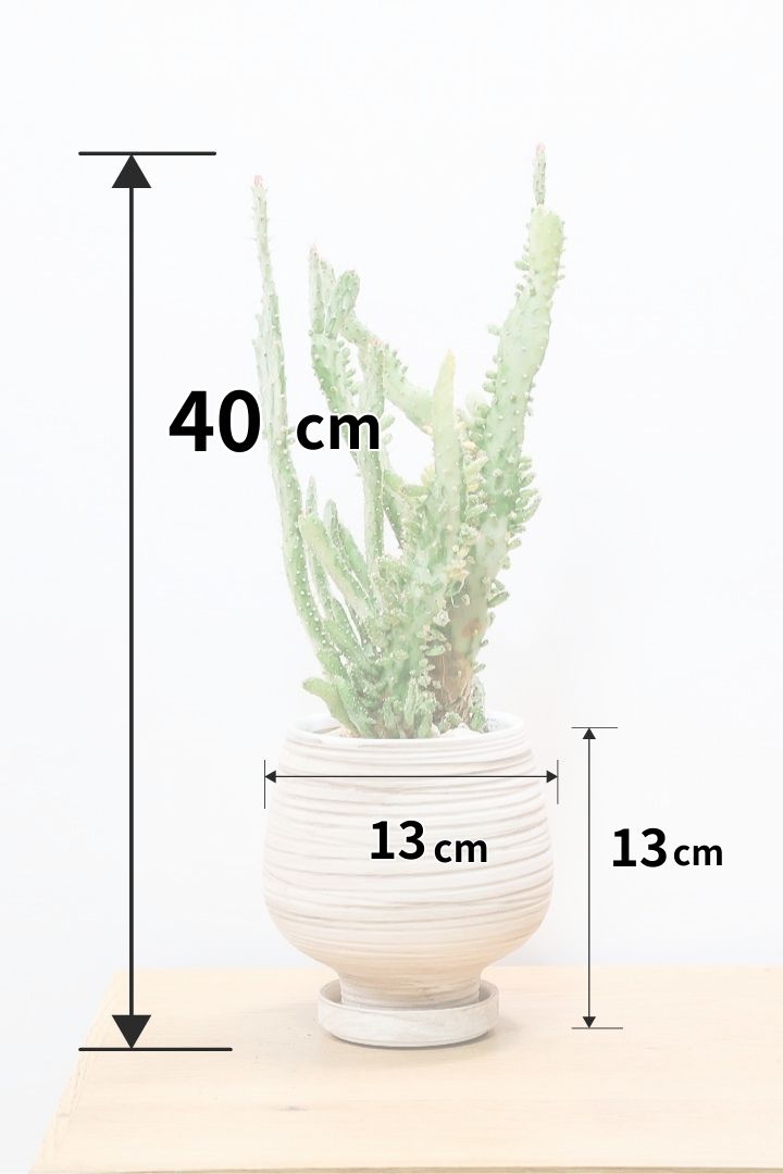 オプンチア マーブルWIV60347| 観葉植物の通信販売 | APEGO(アペーゴ)