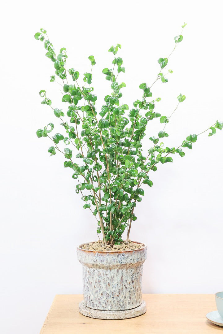 【ベンジャミン バロック】こだわりのデザインのPOT。ボリュームがありますので存在感は保証しますよ！