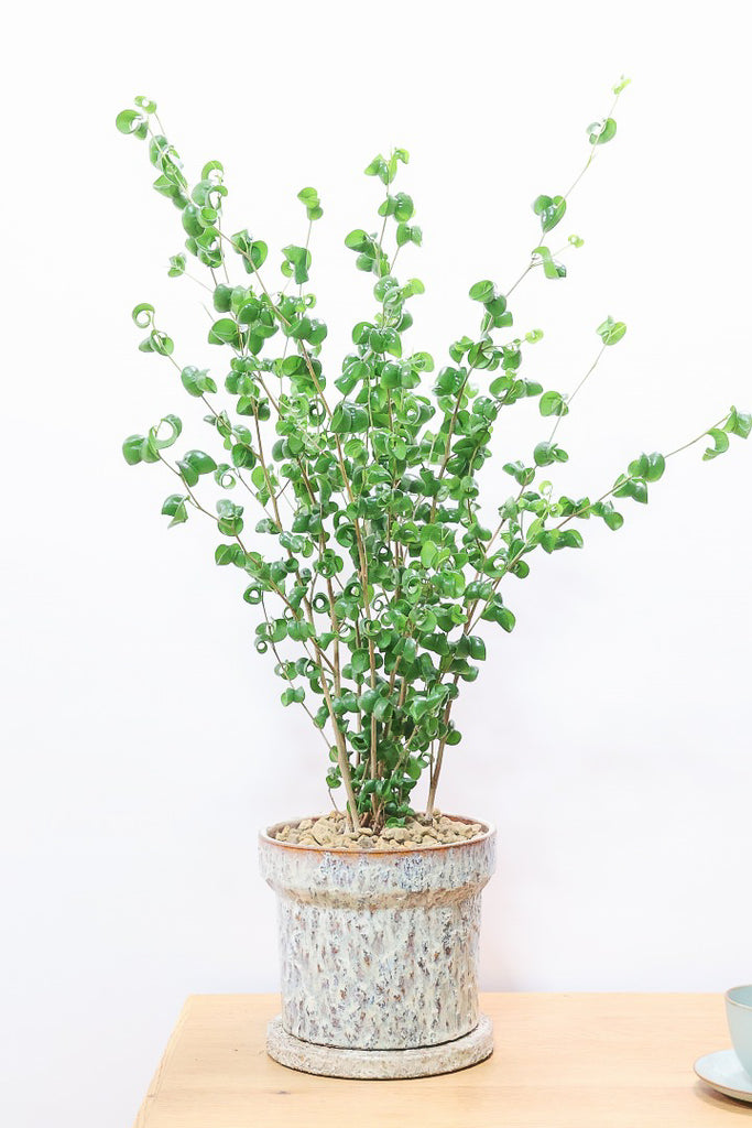 60349-1SS_1024x1024.jpg?v=