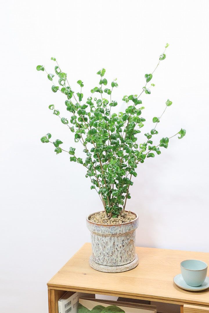 ベンジャミン バロックGRIV60349| 観葉植物の通信販売 | APEGO(アペーゴ)