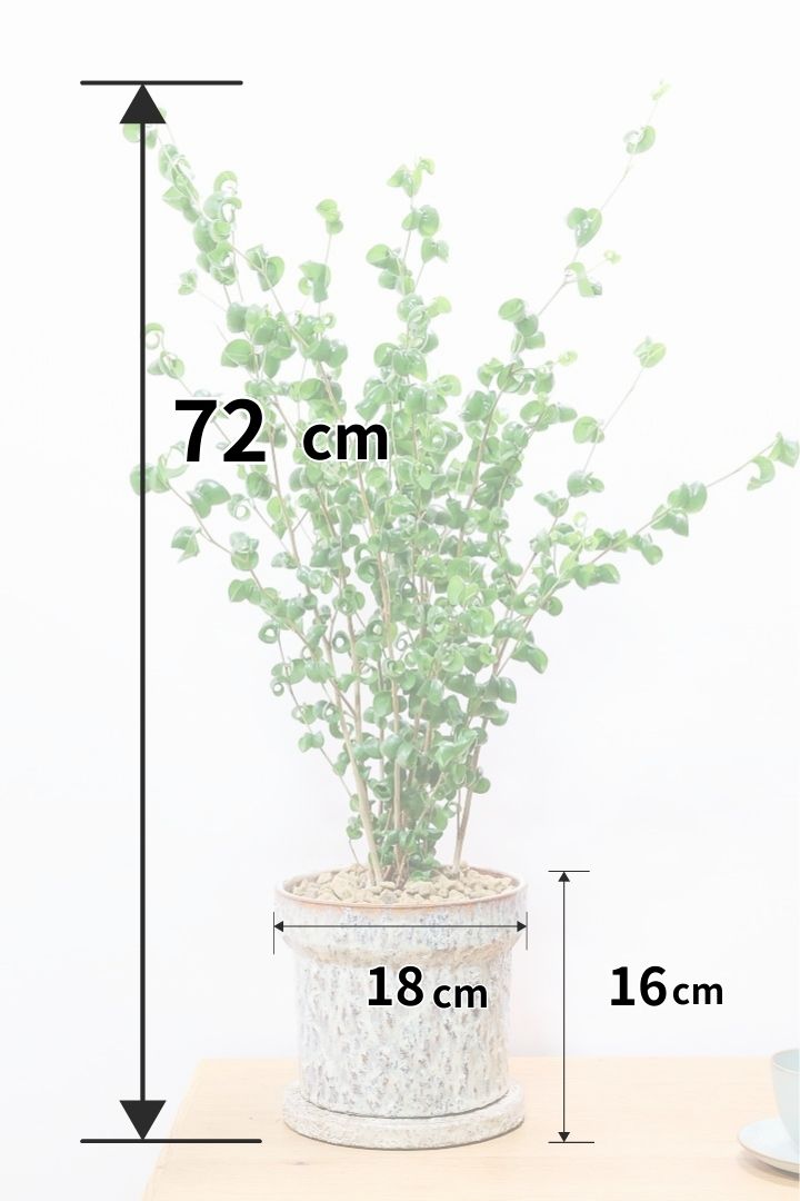 【ベンジャミン バロック】こだわりのデザインのPOT。ボリュームがありますので存在感は保証しますよ！
