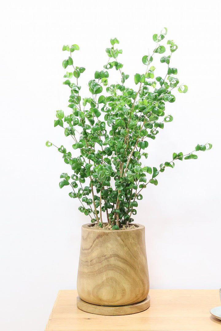 【ベンジャミン バロック】人気の木製POT。ボリュームがありますので存在感は保証しますよ！