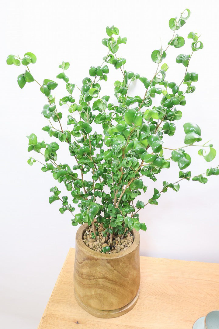 【ベンジャミン バロック】人気の木製POT。ボリュームがありますので存在感は保証しますよ！
